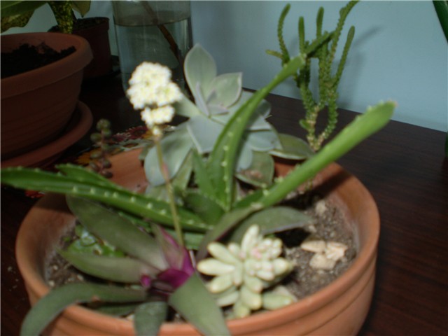 crasula